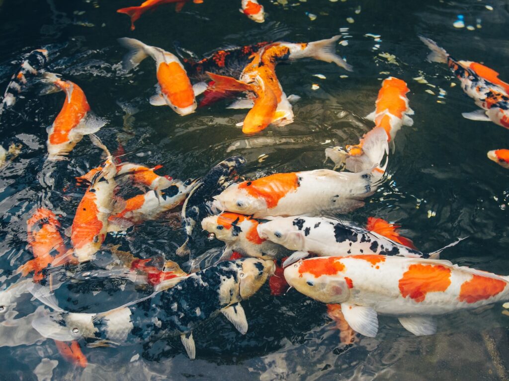 white and orange koi fish
