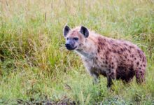 brown and black animal on green grass field during daytime