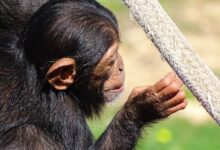 black monkey holding gray rope