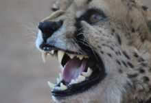 brown and black cheetah face