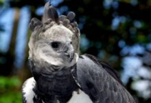 harpy-eagle