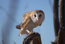 snow owl perched on trunk during daytime