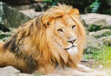 adult lion lying on ground