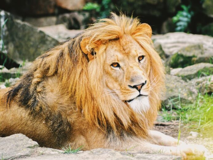 adult lion lying on ground
