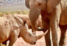 elephant and rhinoceros on desert