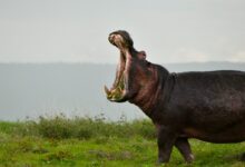 black hippopotamus