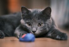 russian blue cat on brown wooden table