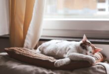 white cat lying on brown textile