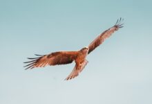 flying brown and white bird under white sky