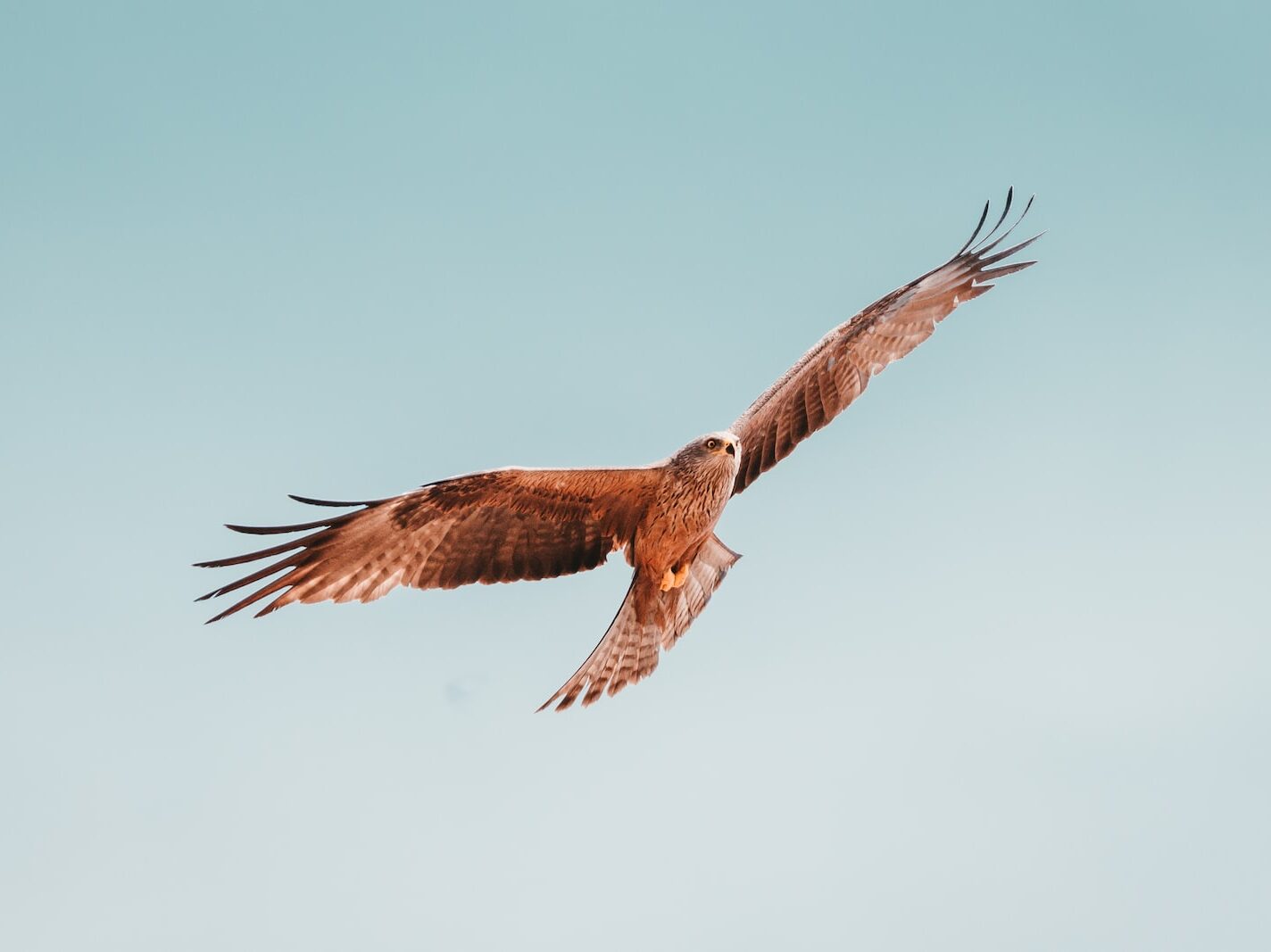 flying brown and white bird under white sky