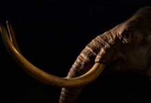 photography of gray elephant