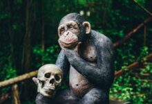 black gorilla sitting on tree branch
