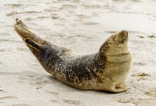 sea lion on white sand during daytime