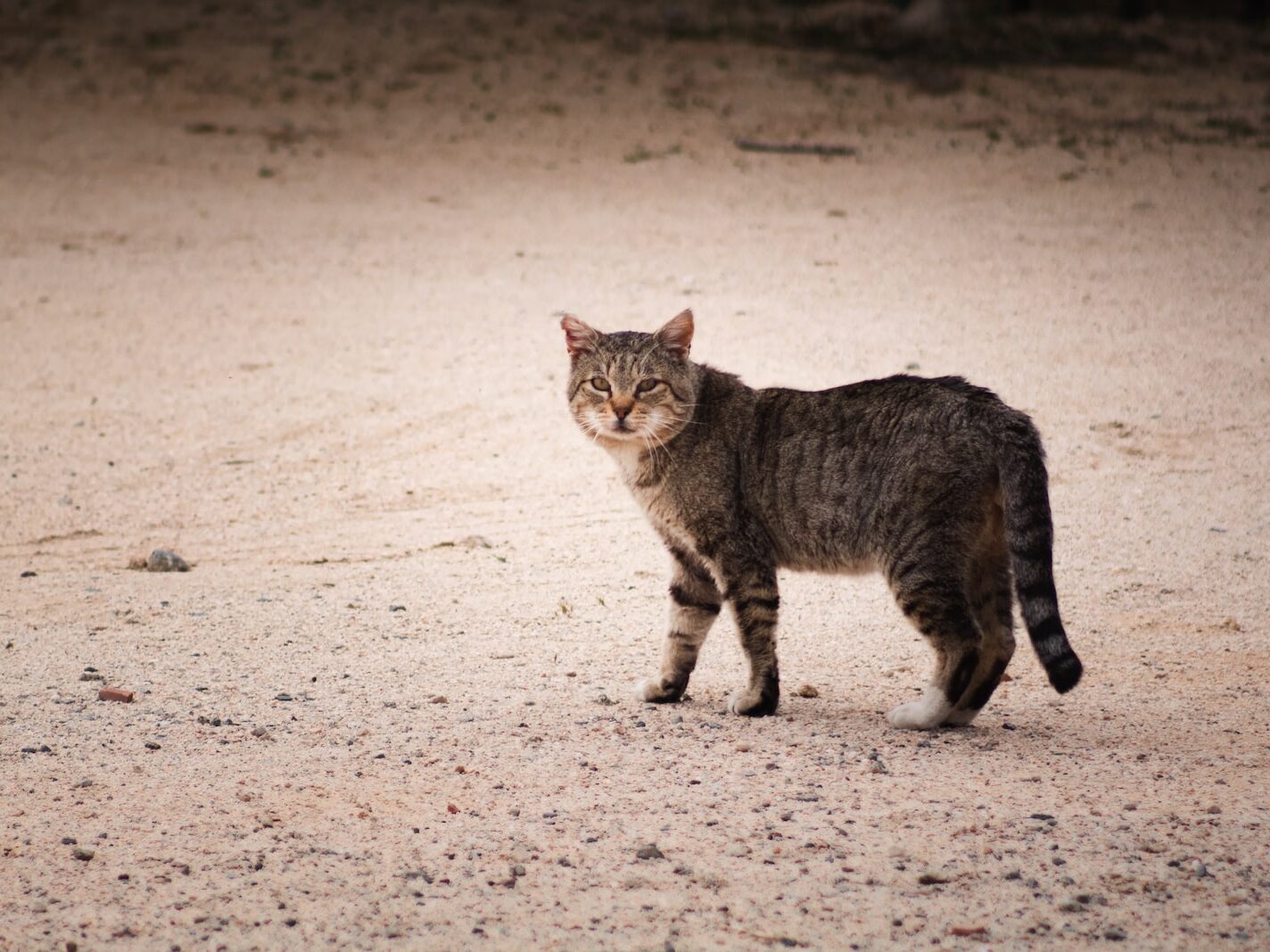 brown tabby cat walking on sand during daytime