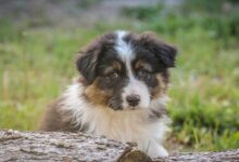 Saint Bernard puppy beside log