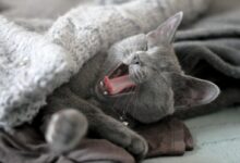russian blue cat lying on brown leather textile