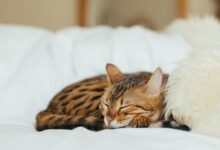 sleeping leopard kitten