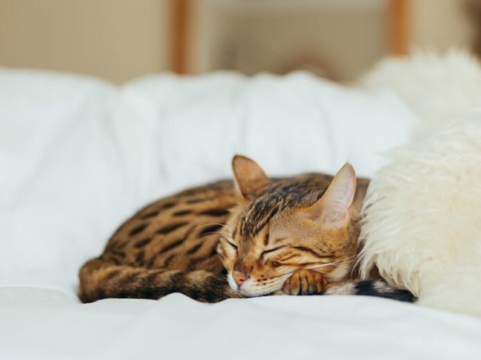 sleeping leopard kitten