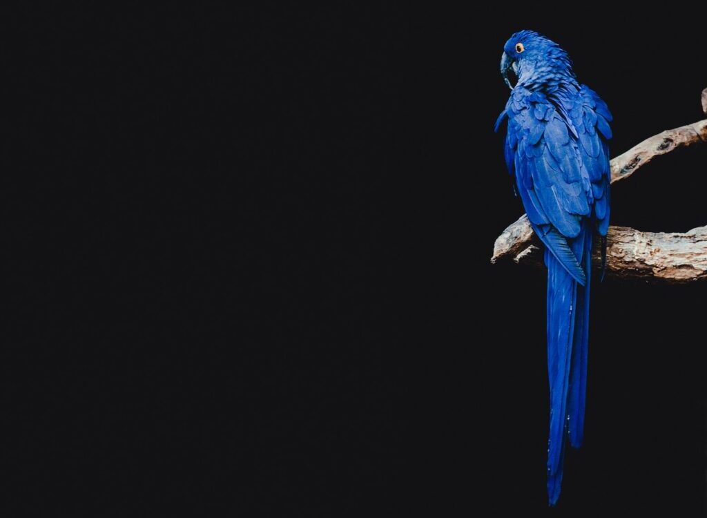 blue parrot standing on brown tree branch