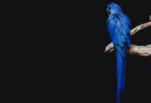 blue parrot standing on brown tree branch