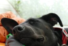 black Labrador lying on orange and gray bed