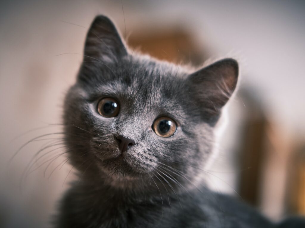 black cat in tilt shift lens