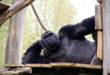 black gorilla lying on wooden surface