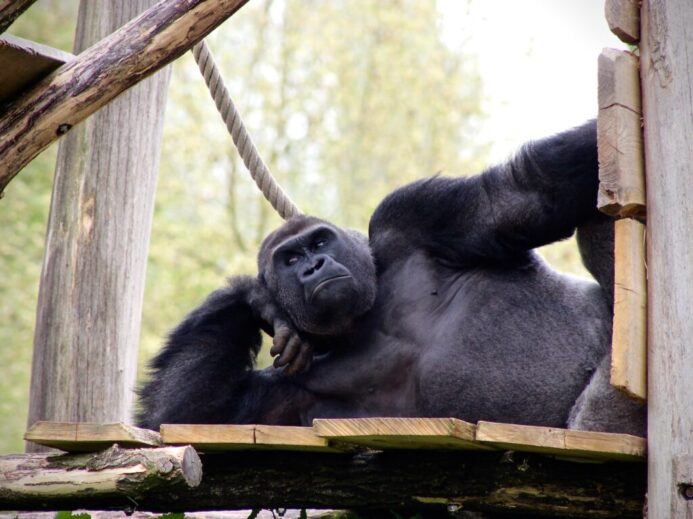 black gorilla lying on wooden surface