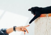 woman and cat joining hands