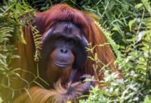 brown monkey on green grass during daytime