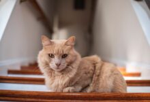 brown cat on brown wooden stair