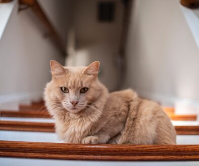 brown cat on brown wooden stair