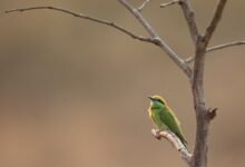 green and yellow bird on brown tree branch