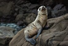 photo of brown seal standing on rock formation