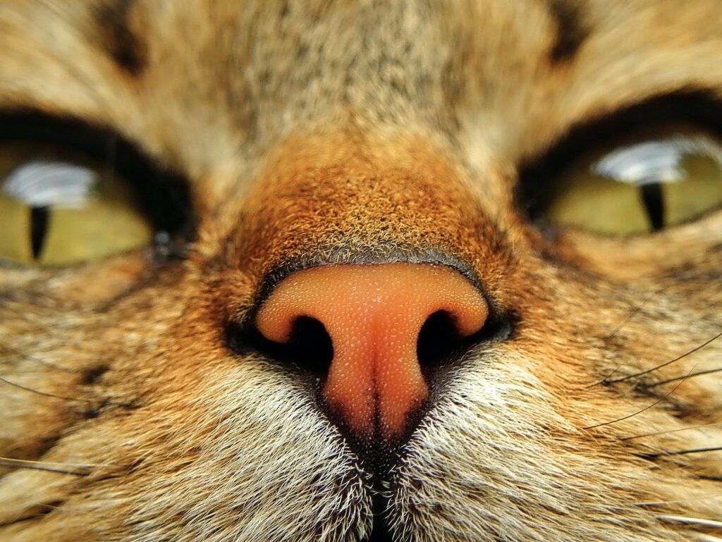 brown tabby cats eye