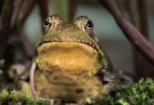 brown and green frog on grass