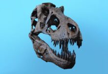 dinosaur skull artifact