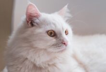 white long fur cat on white textile