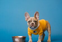brown french bulldog in yellow shirt holding blue ceramic mug
