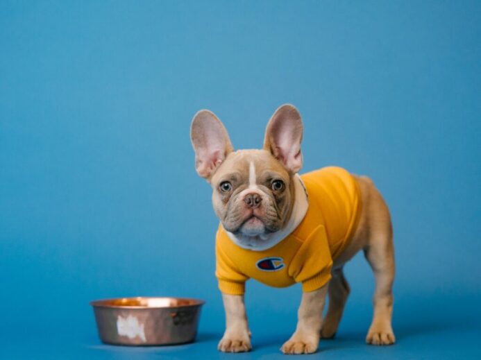 brown french bulldog in yellow shirt holding blue ceramic mug
