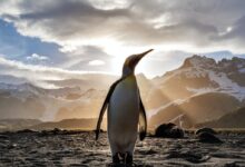 standing penguin on sand near snow covered mountain covering the sun from view at daytime
