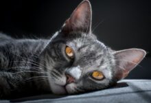 brown tabby cat laying on grey surface