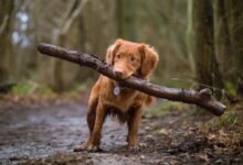 dog biting brown wood on road