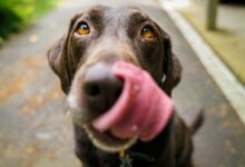 adult chocolate Labrador retriever