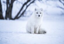 selective focus photography of gray wolf on snow field