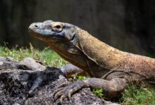 brown and black lizard on gray rock