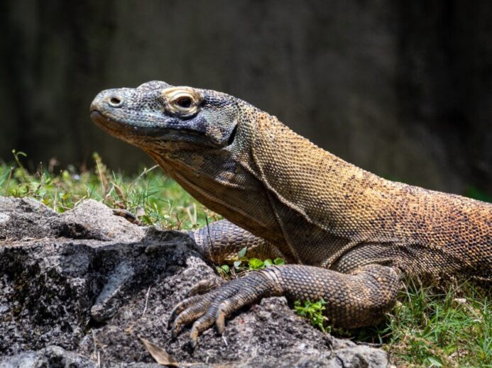 brown and black lizard on gray rock