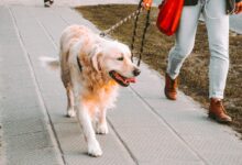 person walking beside Golden retriever on the street