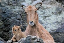 brown goat on rock formation