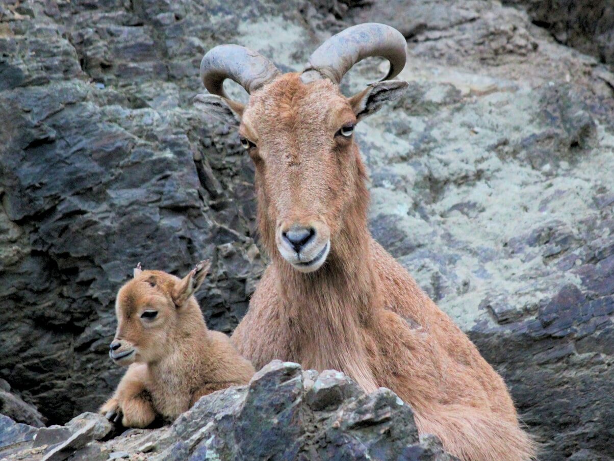 brown goat on rock formation